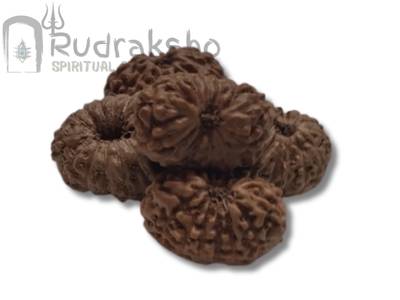 14 Mukhi Rudraksha from Indonesia